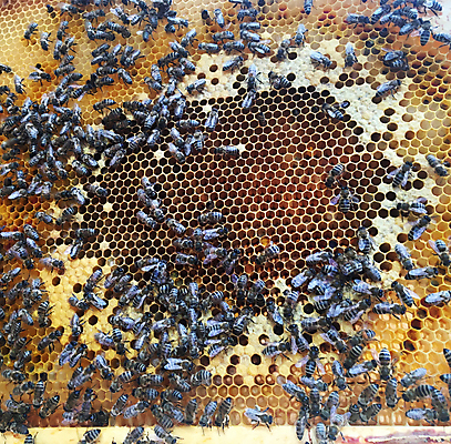 포토 JPG 해외이미지 모양 동물 라이프스타일 음식 곤충 백그라운드 패턴 자연 프레임 세포 사람없음 약 노란색 머리빗 업무 황금 달콤 꿀벌 묘사 질감 바쁨 꽃가루 육각형 꿀 고무 여왕 벌집 내추럴 고립 밀랍 양봉 양봉장 어려움 왁스 진짜 폴리곤 해외포토 도형 컬러 무늬 의학 생활 미용용품 작업 맛 벌_곤충 가루 생태계 파일형식 이미지허브