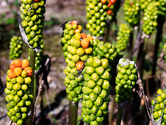 포토 JPG 해외이미지 식물 계절 열매 꽃 야생동물 백그라운드 잎 오렌지 과일 자연 잉글랜드 덴마크 사람없음 빨간색 초록색 여름 노란색 정원 들꽃 가을 시골 신선 못 숲 유기농 내추럴 삼림지대 숙성 영원 해외포토 동물 웰빙 컬러 영국 북유럽 공구 생태계 파일형식 이미지허브