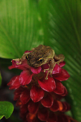 포토 JPG 해외이미지 동물 꽃 야생동물 청소년 자연 개구리 양서류 사람없음 정원 벚꽃 아기 청개구리 생강 플로리다 해외포토 식물 채소 사람 미국 생태계 파일형식 이미지허브