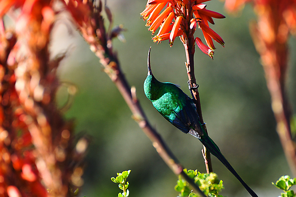 포토 JPG 해외이미지 꽃 야생동물 백그라운드 오렌지 자연 조류 매달리기 사람없음 야외 가로 빨간색 초록색 파란색 컬러풀 환경 금속 사진촬영 활발 먹기 깃털 꼬리 부리 꿀 서식지 계산서 내추럴 남아프리카 수유 알로에 케이프타운 해외포토 식물 동물 컬러 컨셉 과일 모션 아프리카 재질 촬영 생태계 남아프리카공화국 파일형식 이미지허브