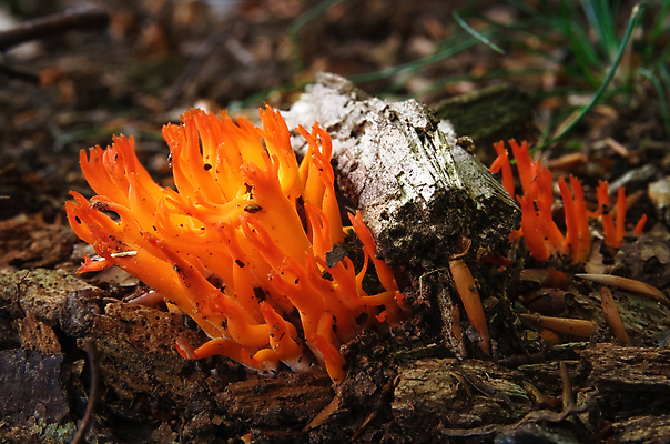 포토 JPG 해외이미지 나무 식물 계절 잎 신체 오렌지 자연 잉글랜드 뿔 종류 이끼 사람없음 야외 목재 세로 컬러풀 노란색 환경 버섯 습기 성장 가을 클로버 소프트포커스 숲 이슬 젤리 내추럴 곰팡이 삼림지대 식용 해외포토 컬러 과일 재료 디저트 영국 촬영기법 생태계 파일형식 이미지허브