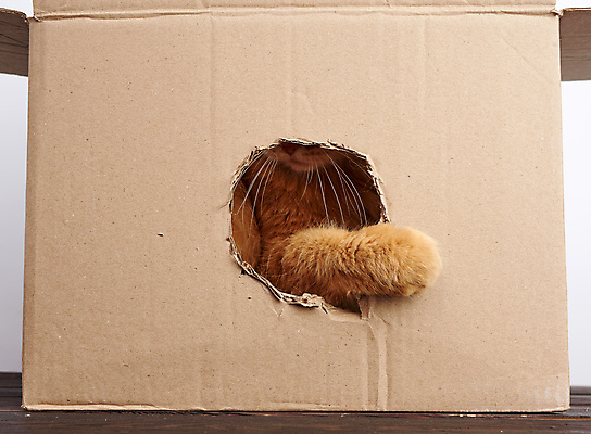 포토 JPG 해외이미지 한마리 사람없음 반려동물 상자 갈색 고양이 구멍 숨기 앞발 해외포토 동물 1 컬러 포유류 모션 파일형식 이미지허브