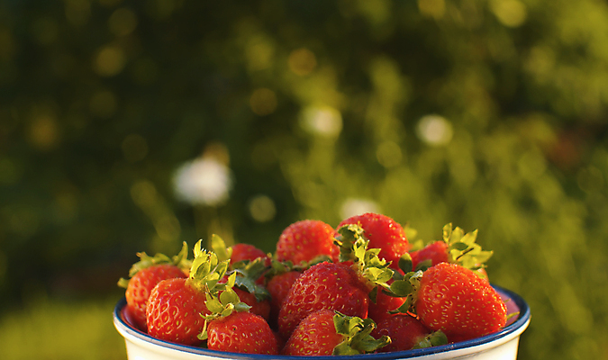 포토 JPG 해외이미지 열매 음식 백그라운드 과일 자연 탁자 딸기 디저트 건강 사람없음 야외 빨간색 초록색 햇빛 정원 수확 신선 사발 닫기 달콤 맛 먹기 유기농 블루베리 내추럴 숙성 채식주의자 해외포토 식물 웰빙 컬러 가구 컨셉 농업 모션 태양 사기그릇 생태계 채식 파일형식 이미지허브