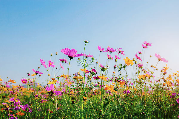 포토 JPG 해외이미지 식물 공원 꽃 아시아 분홍색 백그라운드 꽃무늬 밭 태국 자연 하늘 동양인 풍경 사람없음 야외 초록색 여름 파란색 컬러풀 햇빛 노란색 일출 환경 정원 맑음 보라색 일몰 봄 수확 벚꽃 가을 흰색 시골 신선 개화 코스모스 복고 파스텔톤 해외포토 계절 공공시설 나라 컬러 무늬 농업 날씨 인종 태양 노을 생태계 파일형식 이미지허브