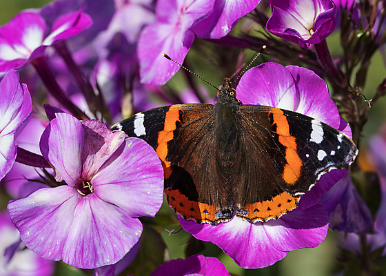 포토 JPG 해외이미지 식물 동물 계절 꽃잎 꽃 야생동물 나비 곤충 꽃무늬 자연 파노라마 종류 사람없음 야외 환경 정원 성장 벚꽃 신선 개화 생태계 원예 화단 내추럴 동물상 해외포토 무늬 촬영기법 취미 조형물 파일형식 이미지허브