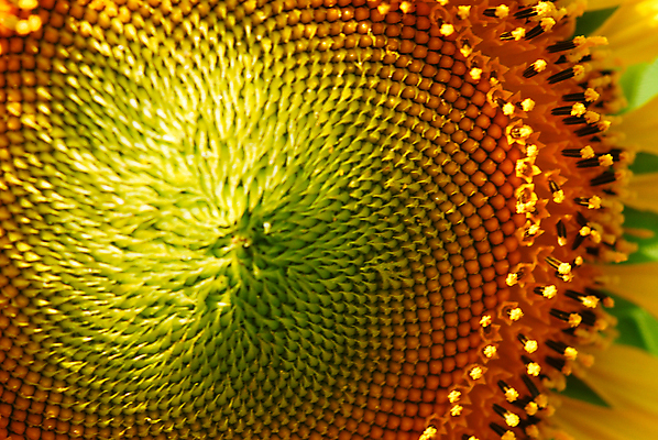 포토 JPG 해외이미지 식물 계절 꽃잎 꽃 산업 지구 백그라운드 꽃무늬 밭 농업 오렌지 자연 하늘 해바라기 씨앗 사람없음 야외 초록색 여름 파란색 농작물 컬러풀 농장 노란색 맑음 봄 활발 성장 벚꽃 시골 원형 닫기 벌 유기농 꽃가루 흐림 내추럴 해외포토 도형 웰빙 컬러 곤충 컨셉 무늬 과일 모션 날씨 가루 생태계 파일형식 이미지허브