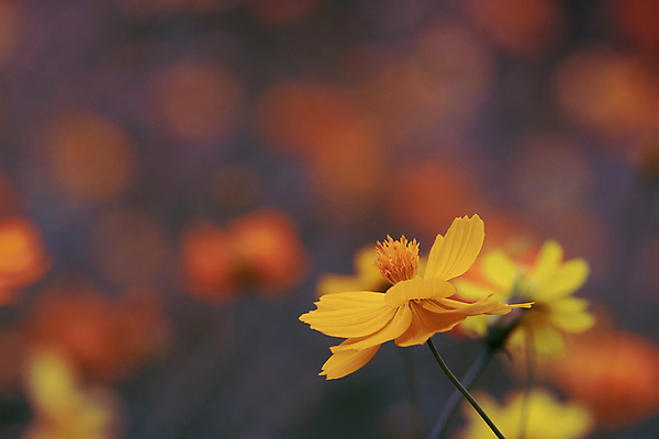 포토 JPG 해외이미지 식물 계절 꽃잎 꽃 백그라운드 꽃무늬 밭 자연 하늘 풍경 사람없음 야외 장식 초록색 여름 파란색 컬러풀 햇빛 노란색 환경 정원 맑음 봄 수확 벚꽃 가을 시골 신선 개화 소프트포커스 필름 묘사 코스모스 꽃가루 내추럴 파스텔톤 해외포토 컬러 무늬 농업 날씨 촬영기법 태양 가루 생태계 파일형식 이미지허브