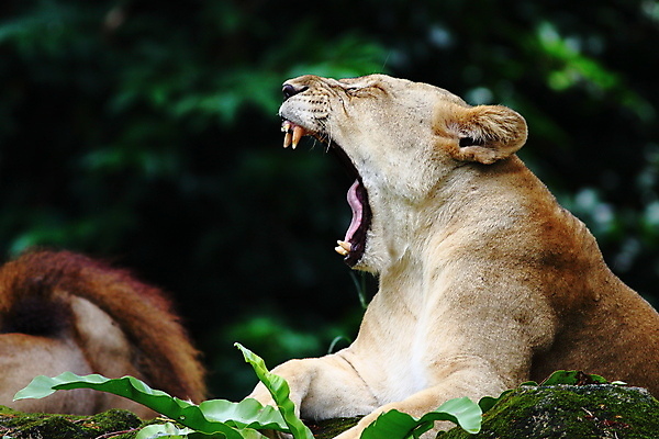 포토 JPG 해외이미지 동물 공원 여자 야생동물 포즈 아프리카 자연 털 사람없음 옆모습 머리 고양이 힘 젖음 오픈 입 황무지 치아 위험 사자 큼 빗방울 사파리 육식동물 사자자리 표범 공격적 남아프리카 암사자 전국 해외포토 공공시설 나라 뷰포인트 컨셉 포유류 사람 신체부위 반려동물 별자리 소화기관 비_날씨 크기 암컷 생태계 파일형식 이미지허브