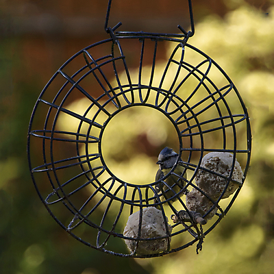 포토 JPG 해외이미지 동물 야생동물 음식 백그라운드 겨울 자연 조류 사람없음 초록색 파란색 노란색 정원 봄 흰색 나뭇가지 둥지 작음 깃털 부리 내추럴 수유 해외포토 나무 계절 컬러 크기 생태계 파일형식 이미지허브