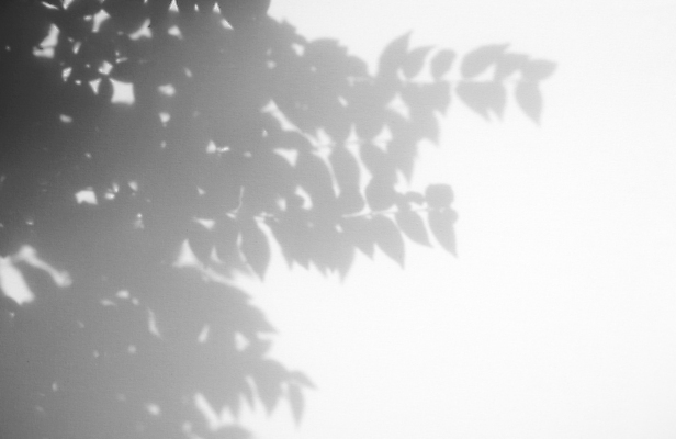 포토 JPG 해외이미지 식물 템플릿 디자인 외관 벽 건축양식 자연 벽지 표면 추상 흑백 그림자 미술 사람없음 야외 빛 햇빛 태양 반사 맑음 검은색 회색 흰색 나뭇가지 매끈함 소프트포커스 질감 덮기 구성 목업 카피스페이스 미니멀 해외포토 자연요소 나무 건축 컬러 무늬 모션 날씨 문화예술 촬영기법 공백 감각 생태계 파일형식 이미지허브