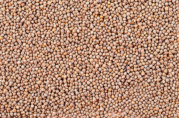 포토 JPG 해외이미지 음식 백그라운드 재료 태국 자연 건조 건강 씨앗 사람없음 약 갈색 쌓기 에너지 약초 작음 낟알 허브 유기농 깨 향 북쪽 아로마테라피 흙더미 내추럴 단백질 신맛 오메가 웅장함 칼슘 탄수화물 해외포토 식물 웰빙 아시아 컬러 식재료 의학 모션 흙 조미료 풀_식물 맛 크기 방향 생태계 테라피 영양소 파일형식 더미 이미지허브