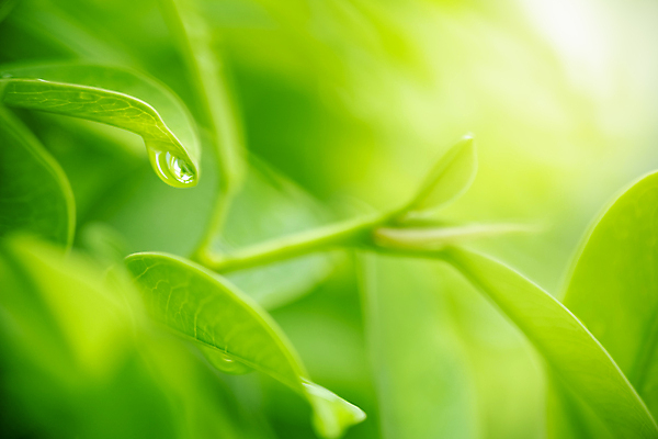 포토 JPG 해외이미지 나무 식물 계절 백그라운드 컨셉 잎 패턴 자연 벽지 추상 잔디 사람없음 초록색 빛 컬러풀 햇빛 태양 우주 환경 정원 맑음 봄 성장 신선 숲 질감 보케 부드러움 내추럴 블러 생태학 지구의날 카피스페이스 그리너리 효과 해외포토 자연요소 교육 기념일 컬러 무늬 날씨 공백 감각 생태계 파일형식 트랜드컬러 이미지허브