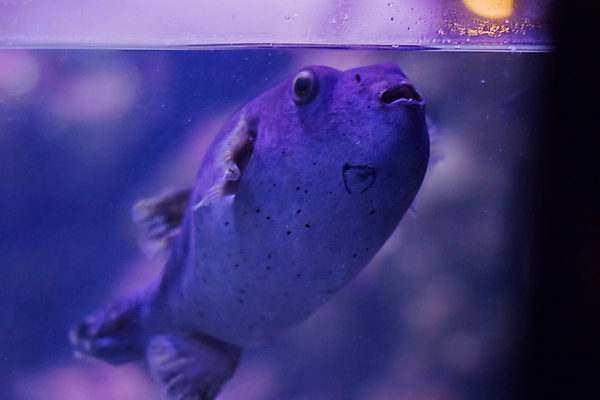 포토 JPG 해외이미지 동물 야생동물 바다 여행 백그라운드 자연 벽지 생물 바닥 파노라마 어류 풍경 사람없음 빨간색 물 파란색 빛 컬러풀 세계 우주 환경 수중 수영 활발 스노클링 산호 거북이 호주 수집 아래 다이빙 장면 상어 암초 수족관 몰디브 내추럴 고립 깊이 동물상 소금물 이국적 해외포토 자연요소 아시아 컬러 컨셉 파충류 촬영기법 조형물 수중동물 수상스포츠 오세아니아 자포동물 방향 생태계 위치 수중스포츠 파일형식 이미지허브