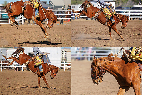 포토 JPG 해외이미지 주간 남자 여러마리 여러명 성인 야외 말_동물 승마 카우보이 카우보이모자 로데오 카우보이복장 성인남자만 해외포토 자연요소 모자_잡화 옷 스포츠 다수 포유류 사람 남자만 성인만 파일형식 이미지허브