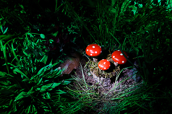 포토 JPG 해외이미지 주간 자연 근접촬영 잔디 사람없음 야외 버섯 숲속 해외포토 자연요소 식물 뷰포인트 숲 생태계 파일형식 이미지허브