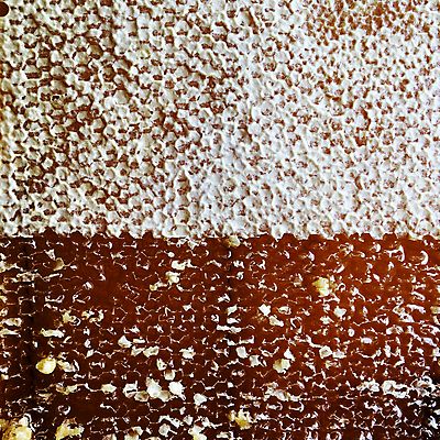 포토 JPG 해외이미지 음식 곤충 세포 건강 사탕 사람없음 약 노란색 식사 흐름 머리빗 액체 황금 달콤 맛 떨어짐 꿀벌 날것 꽃가루 부드러움 육각형 꿀 고무 벌집 내추럴 밀랍 양봉 양봉장 어려움 왁스 폴리곤 정확 해외포토 도형 동물 컬러 컨셉 의학 디저트 미용용품 감각 벌_곤충 가루 파일형식 이미지허브