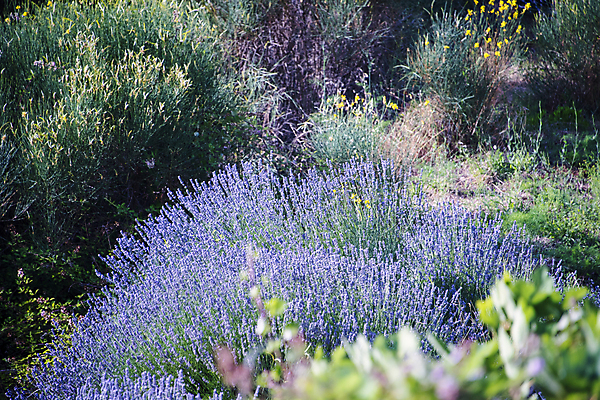 포토 JPG 해외이미지 영어 사람없음 농경지 보라색 크로아티아 라벤더 해외포토 문자 꽃 유럽 컬러 농장 허브 파일형식 이미지허브