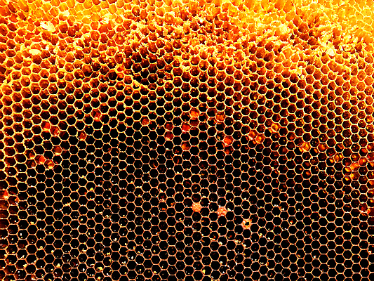 포토 JPG 해외이미지 동물 음식 곤충 백그라운드 패턴 오렌지 자연 세포 건강 사람없음 야외 여름 약 농장 노란색 시골 신선 머리빗 황금 달콤 맛 꿀벌 벌 배열 묘사 질감 꽃가루 육각형 꿀 벌집 내추럴 고립 밀랍 양봉 양봉장 왁스 폴리곤 해외포토 도형 계절 컬러 컨셉 무늬 농업 과일 의학 미용용품 벌_곤충 가루 생태계 파일형식 이미지허브