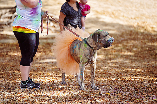 포토 JPG 해외이미지 동물 행복 오렌지 자연 안내 털 사랑 사람 사람없음 야외 물 반려동물 치마 컬러풀 운동 갈색 걷기 우정 젖음 그물 4 개 달콤 모피 주인 송곳니 동반자 못생김 해외포토 자연요소 감정 컬러 과일 포유류 모션 하의 건강 친구 숫자 맛 치아 생태계 파일형식 이미지허브
