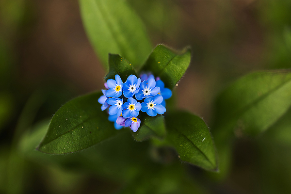 포토 JPG 해외이미지 식물 꽃잎 꽃 곤충 잎 밭 자연 날씨 사람없음 초록색 여름 파란색 컬러풀 햇빛 노란색 새싹 환경 보라색 봄 흰색 시골 개화 그룹 숲 서식지 내추럴 삼림지대 영원 해외포토 동물 계절 컬러 농업 태양 생태계 파일형식 이미지허브