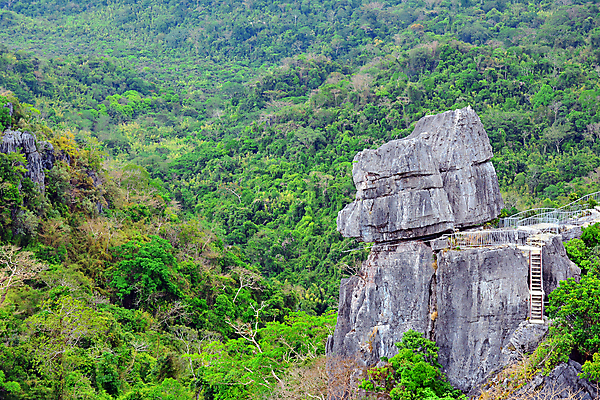 포토 JPG 해외이미지 나무 식물 아시아 여행 잎 자연 산 사람없음 초록색 땅 서식 해외포토 나라 컬러 생태계 파일형식 이미지허브