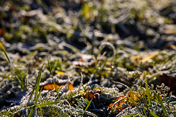 포토 JPG 해외이미지 식물 계절 백그라운드 잎 겨울 자연 아침 잔디 사람없음 야외 초록색 태양 정원 얼음 추위 가을 질감 서리 내추럴 해외포토 주간 자연요소 컬러 생태계 파일형식 이미지허브
