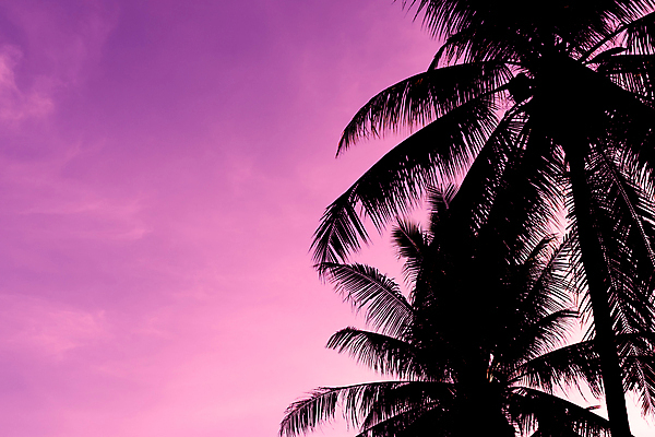 포토 JPG 해외이미지 실루엣 하늘 사람없음 야외 여름 야자수 보라색 일몰 여름풍경 야간 해외포토 자연요소 나무 계절 컬러 촬영기법 풍경 노을 파일형식 여름_계절 이미지허브