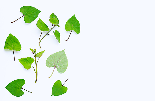 포토 JPG 해외이미지 실내 사람없음 흰배경 카피스페이스 고구마잎 해외포토 백그라운드 잎 내부 공백 흰색 파일형식 이미지허브