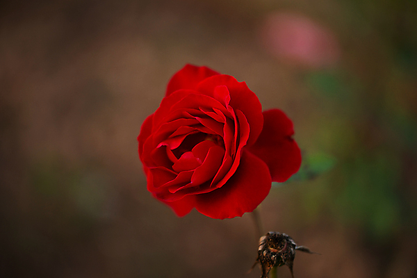 포토 JPG 해외이미지 식물 기념일 꽃잎 꽃 분홍색 꽃다발 결혼 백그라운드 잎 꽃무늬 자연 결혼식 휴가 발렌타인데이 선물 사랑 사람없음 장식 빨간색 초록색 여름 장미 정원 봄 벚꽃 축하 인사 신선 신용카드 생일 개화 원예 아로마 내추럴 고립 해외포토 계절 감정 컬러 컨셉 무늬 데이이벤트 이벤트 취미 금융 예절 생태계 파일형식 이미지허브