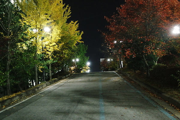 포토 JPG 해외이미지 나무 식물 공원 도로 길 여행 백그라운드 잎 건축양식 자연 하늘 전등 거리 풍경 사람없음 야외 초록색 여름 환경 정원 침묵 봄 가을 도시 보행로 오솔길 질감 내추럴 뒤뜰 방법 해외포토 계절 공공시설 건축 컬러 교통시설 조명 소리 생태계 파일형식 이미지허브