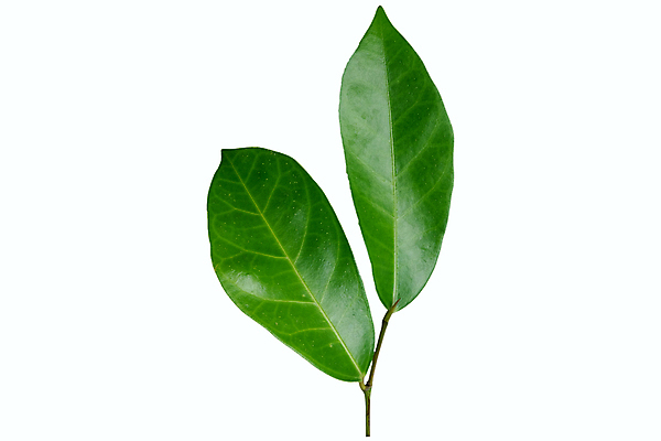 포토 JPG 해외이미지 나무 식물 열매 산업 커피 음료 음식 백그라운드 잎 농업 과일 자연 콩 건강 씨앗 사람없음 빨간색 초록색 농작물 농장 수확 성장 흰색 나뭇가지 신선 낟알 유기농 날것 내추럴 고립 밭일 생태학 숙성 아라비카 카페인 해외포토 웰빙 교육 컬러 곡류 생태계 파일형식 이미지허브