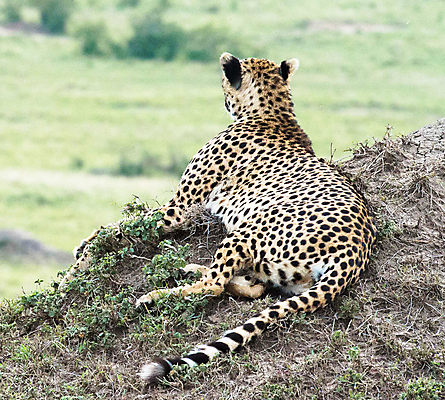 포토 JPG 해외이미지 야생동물 여행 사람없음 해외포토 동물 파일형식 이미지허브