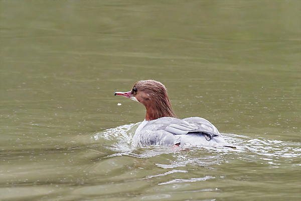 포토 JPG 해외이미지 주간 동물 여자 호수 야생동물 날개 가족 자연 조류 엄마 영국 오리 사람없음 물 강 컬러풀 햇빛 반사 수영 거울 먹이 아래 깃털 부리 각도 사냥꾼 북쪽 물새 계산서 깊이 돌봄 동물상 민물 혼자 해외포토 자연요소 직업 유럽 컬러 관계 모션 사람 태양 조형물 수상스포츠 방향 생태계 위치 파일형식 이미지허브