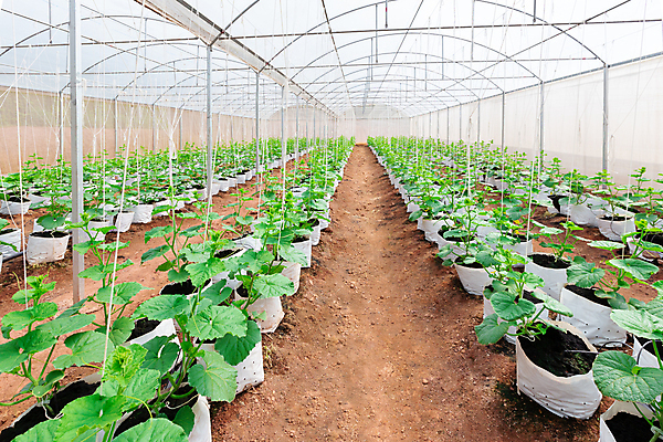 포토 JPG 해외이미지 식물 선 줄 음식 잎 밭 농업 채소 과일 자연 수박 건강 사람없음 초록색 물 농장 새싹 정원 일본 흙 성장 흰색 시골 신선 달콤 플라스틱 멜론 스마트 유기농 내추럴 밭일 숙성 심기 온실 줄서기 채식주의자 해외포토 자연요소 웰빙 산업 아시아 컬러 컨셉 모션 재질 맛 생태계 채식 파일형식 이미지허브