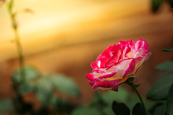 포토 JPG 해외이미지 식물 계절 꽃 분홍색 백그라운드 잎 밭 비즈니스 자연 불꽃 선물 사랑 풍경 사람없음 야외 장식 빨간색 초록색 여름 햇빛 장미 노란색 상점 봄 벚꽃 가을 흰색 그룹 시장 허브 주기 원예 제비 해외포토 감정 컬러 농업 모션 조류 불 취미 태양 생태계 파일형식 이미지허브