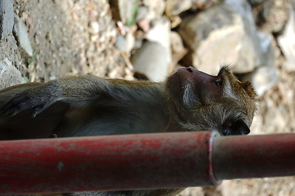 포토 JPG 해외이미지 나무 동물 응시 공원 아시아 얼굴 야생동물 음식 여행 포유류 가족 자연 털 동물원 앉기 동양인 사람없음 야외 초록색 갈색 회색 원숭이 표현 아기 숲 작음 먹기 꼬리 인도네시아 서식지 유인원 동물상 해외포토 식물 시선 공공시설 나라 컬러 관계 모션 사람 인종 신체부위 조형물 크기 생태계 파일형식 이미지허브