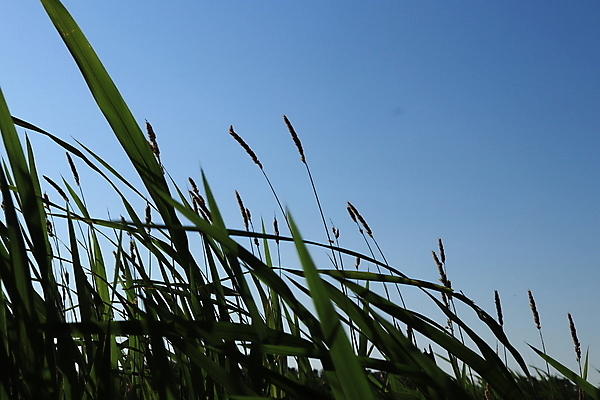 포토 JPG 해외이미지 실루엣 호수 여행 잎 자연 지팡이 하늘 사람없음 야외 초록색 소풍 연못 신선 최고 정상 숲 큼 해외포토 식물 컬러 촬영기법 야외활동 크기 생태계 파일형식 이미지허브