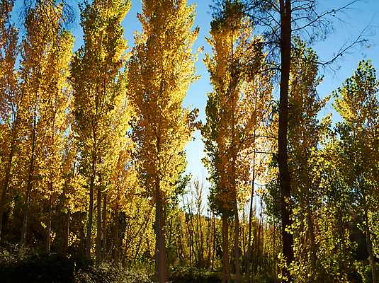 포토 JPG 해외이미지 나무 식물 계절 공원 백그라운드 잎 자연 하늘 풍경 사람없음 목재 가로 파란색 빛 노란색 맑음 성장 가을 스페인 황금 상품 정상 숲 사자 큼 생태계 내추럴 생태학 해외포토 공공시설 교육 유럽 컬러 재료 포유류 날씨 크기 파일형식 이미지허브
