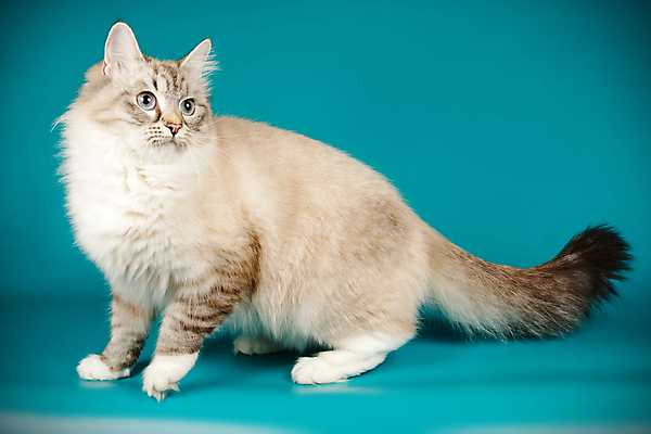 포토 JPG 해외이미지 한마리 사람없음 파란색 반려동물 고양이 네바마스커레이드 해외포토 동물 1 컬러 포유류 파일형식 이미지허브