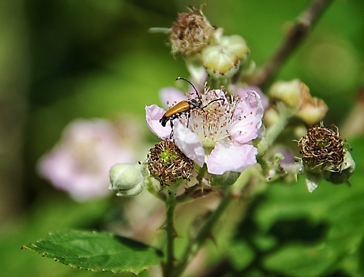 포토 JPG 해외이미지 꽃잎 꽃 잎 자연 사람없음 묘사 화창 해외포토 식물 날씨 생태계 파일형식 이미지허브