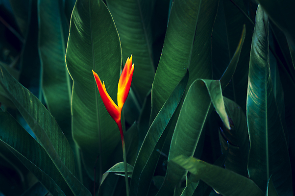 포토 JPG 해외이미지 나무 식물 디자인 계절 꽃 백그라운드 잎 꽃무늬 패턴 오렌지 자연 벽지 추상 손바닥 미술 사람없음 장식 초록색 파란색 컬러풀 노란색 정원 스파 어둠 봄 수확 성장 벚꽃 숲 묘사 질감 복고 내추럴 생태학 엘리먼트 이국적 해외포토 손 교육 컬러 무늬 농업 과일 문화예술 생태계 파일형식 이미지허브