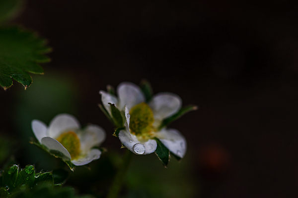 포토 JPG 해외이미지 식물 꽃 백그라운드 잎 자연 딸기 거리 주택 사람없음 초록색 여름 태양 정원 맑음 봄 벚꽃 신선 도시 냄비 소프트포커스 내추럴 해외포토 자연요소 계절 컬러 과일 날씨 촬영기법 건물 솥 생태계 파일형식 이미지허브