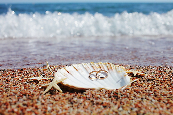 포토 JPG 해외이미지 주간 모래 파도 불가사리 해변 사람없음 야외 조개껍데기 결혼반지 해외포토 자연요소 바다 결혼 조개 극피동물 반지 파일형식 이미지허브