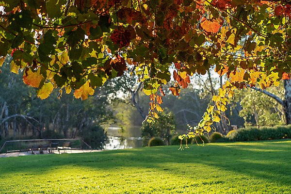 포토 JPG 해외이미지 여행 자연 포도 호텔 아침 휴가 통 매달리기 그림자 풍경 잔디 사람없음 야외 목재 초록색 빛 울타리 강 갈색 와인 정원 맑음 마시기 식탁보 고급 호주 먹기 속도 그림 휴양지 머리위 수목 카피스페이스 해외포토 주간 나무 식물 컬러 컨셉 과일 재료 모션 숙소 날씨 주류 담장 공백 장소 오세아니아 생태계 파일형식 이미지허브
