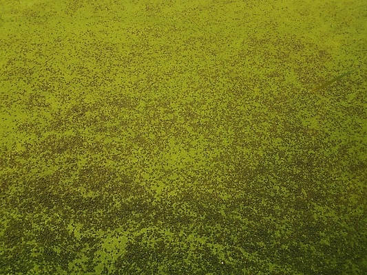 포토 JPG 해외이미지 식물 호수 자연 사람없음 야외 초록색 물 연못 해조류 해외포토 자연요소 컬러 해양식물 생태계 파일형식 이미지허브