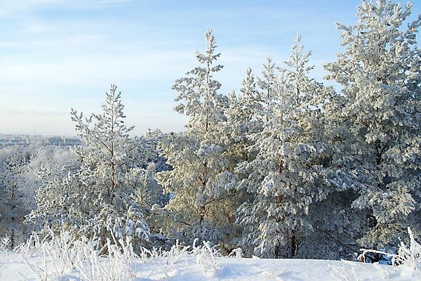 포토 JPG 해외이미지 나무 계절 여행 백그라운드 크리스마스 겨울 자연 하늘 날씨 산 풍경 사람없음 야외 목재 파란색 빛 환경 얼음 추위 백발 흰색 신선 소나무 숲 언덕 서리 전나무 눈내림 해외포토 자연요소 식물 헤어스타일 기념일 컬러 재료 눈_날씨 생태계 파일형식 이미지허브