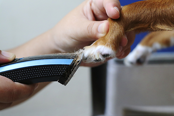 포토 JPG 해외이미지 한마리 손 실내 들기 아웃포커스 신체부위 강아지 개발바닥 바리깡 앞발 애견미용 애견미용사 해외포토 1 모션 촬영기법 사람 내부 반려동물 뷰티 개 미용사 발바닥 파일형식 이미지허브