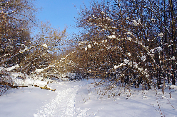 포토 JPG 해외이미지 나무 식물 계절 길 여행 크리스마스 동화 풍경 사람없음 야외 목재 빛 햇빛 얼음 추위 흰색 숲 눈보라 내추럴 폭설 눈내림 해외포토 자연요소 기념일 컬러 재료 눈_날씨 태양 자연재해 파일형식 이미지허브