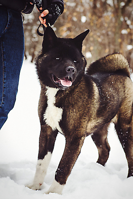 포토 JPG 해외이미지 동물 남자 겨울 자연 사람없음 달리기 갈색 검은색 산책 기쁨 흰색 개 숲 서식지 알래스카 양모 기르기 해외포토 계절 감정 컬러 포유류 모션 휴식 사람 미국 직물 생태계 돌봄 파일형식 이미지허브