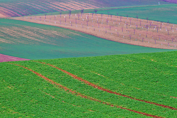 포토 JPG 해외이미지 나무 유럽 야생동물 여행 밭 자연 벽지 휴가 파노라마 그림자 사람 풍경 사람없음 야외 초록색 여름 컬러풀 태양 와인 맑음 놀람 봄 산책로 언덕 만족 그림 지역 체코 남쪽 공화국 토스카나 모라비아 해외포토 자연요소 식물 동물 계절 감정 나라 길 컬러 농업 날씨 주류 촬영기법 표정 이탈리아 방향 생태계 파일형식 이미지허브